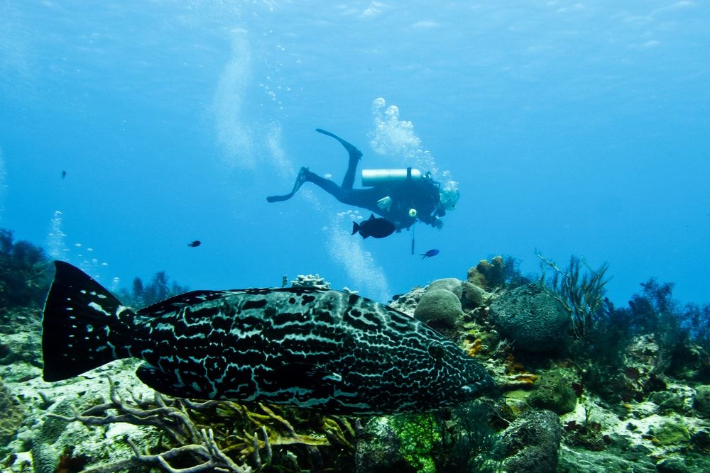 Cozumel plongee sous marine