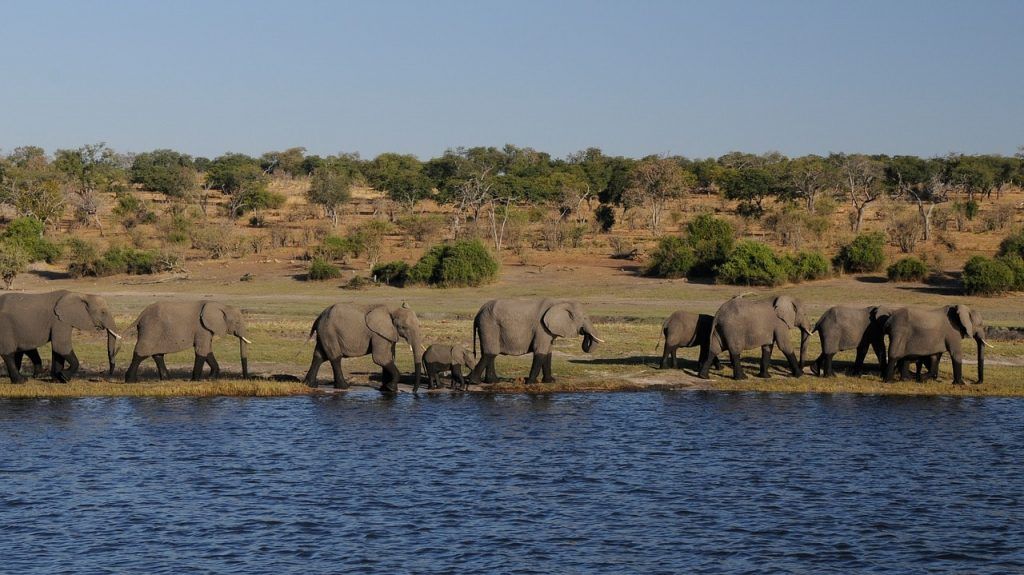 Un troupeau d'éléphants au Botswana