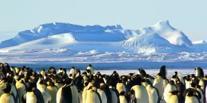 Les colonies de manchots en Antarctique