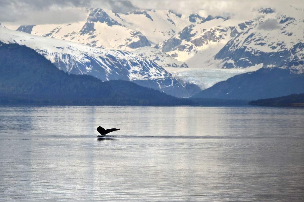 Pourquoi choisir la compagnie Ponant. Ponant vous offre la possibilité de découvrir l'Alaska. 