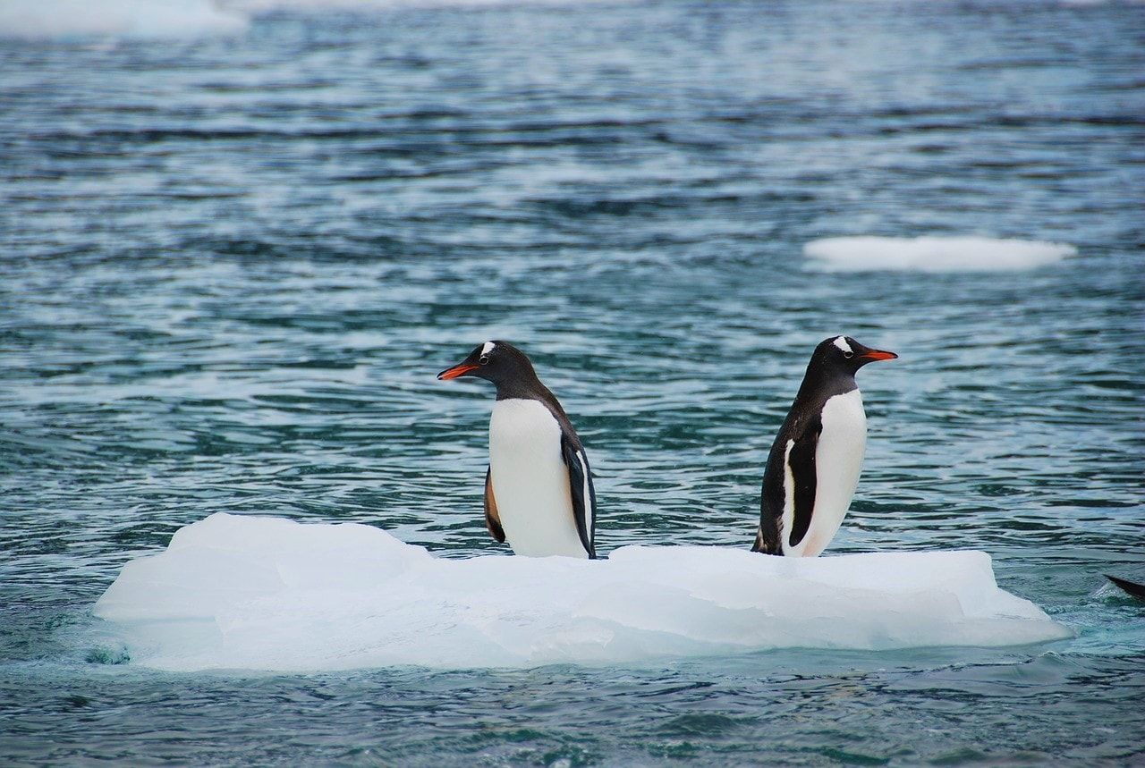 Observez les manchots pendant votre croisière en Antarctique ! 