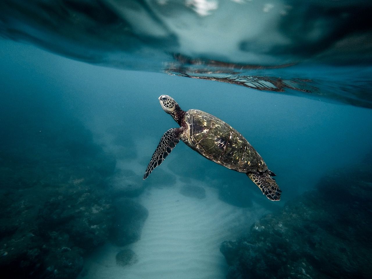 Les engagements de Costa Croisières pour protéger la biodiversité des océans