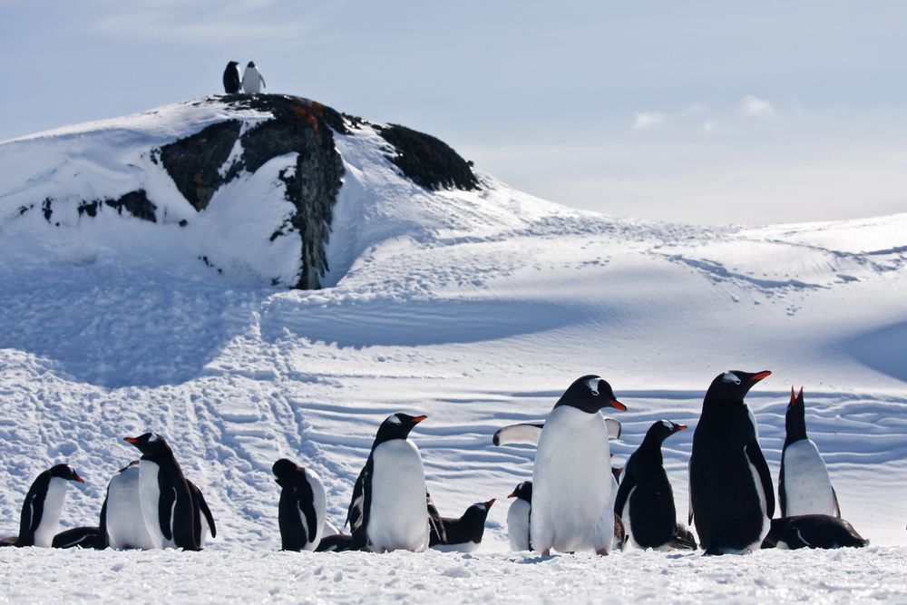 Vivez la grande expédition polaire et ne faite qu'un avec la faune 