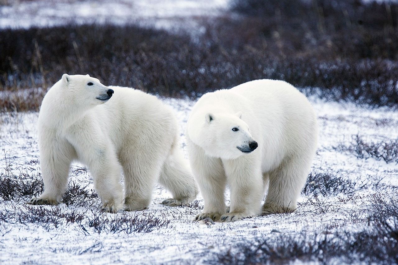 Observez les ours polaire dans leur environnement naturel 