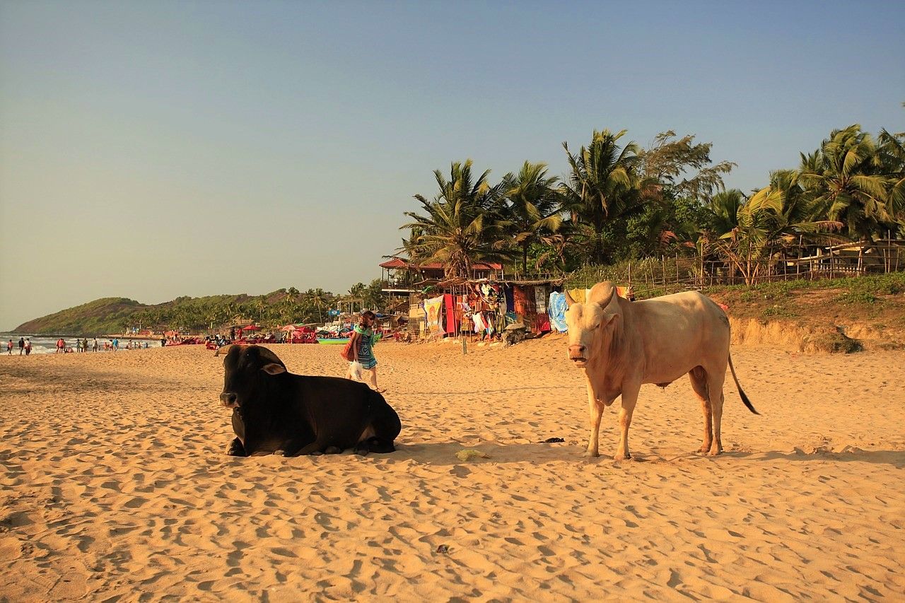 La plage atypique et traditionnelle Agonda Beach à Goa