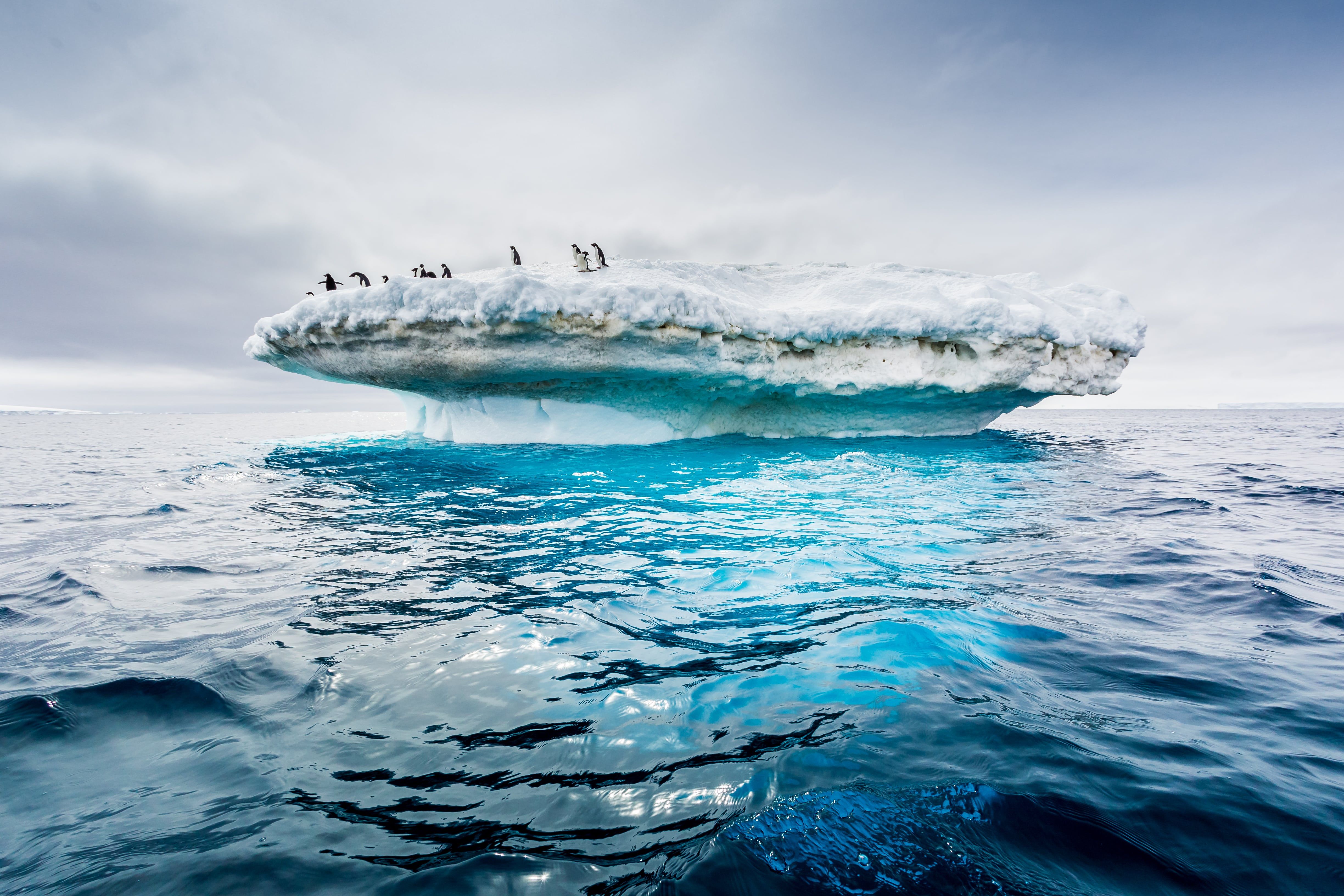 Les icebergs et les pingouins à découvrir lors de croisières d'expédition Hurtigruten